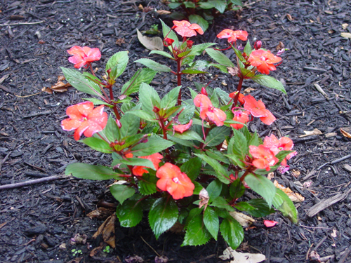 Sunpatiens Coral Pink